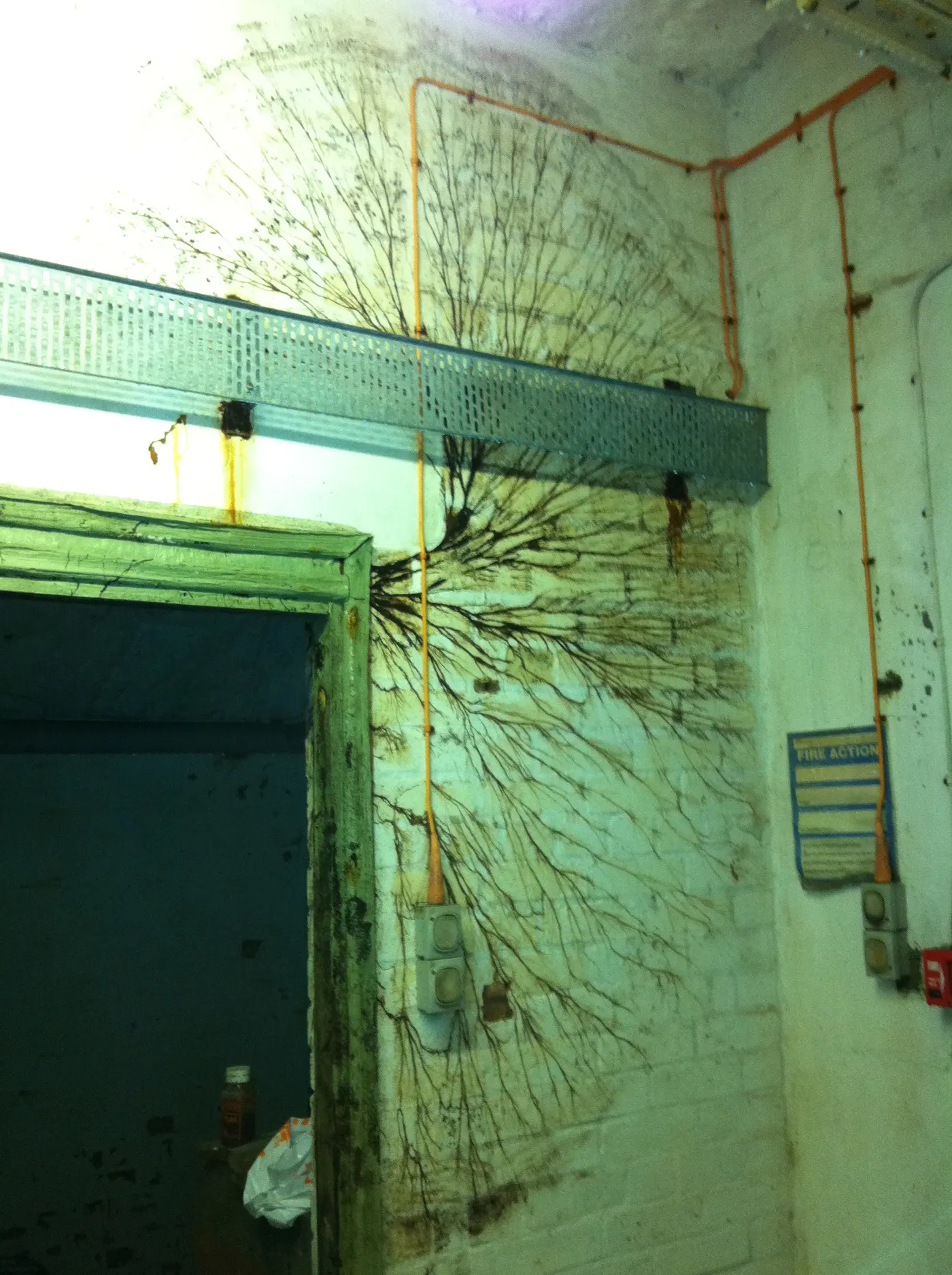 Dark branching dry rot cords fanning several metres across a painted brick wall, spreading outwards from a timber door frame.